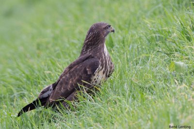 Buizerd