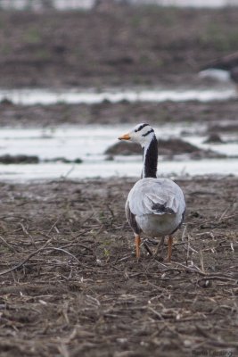 Indische Gans