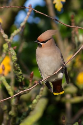 Pestvogel