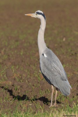 Blauwe Reiger