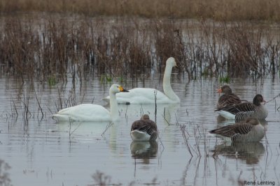 Kleine Zwaan