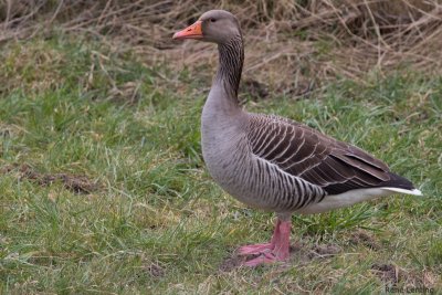 Grauwe Gans