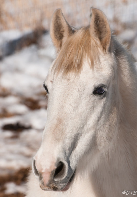 gtb_Taos_Jan 2013-80.jpg