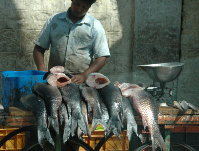 DSC_7398_proc.jpg