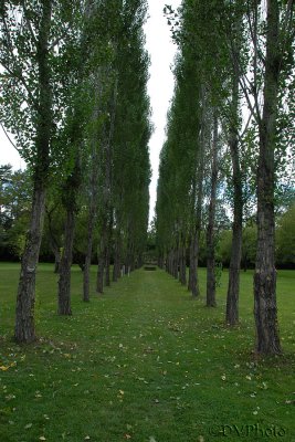 TreesInRows.jpg