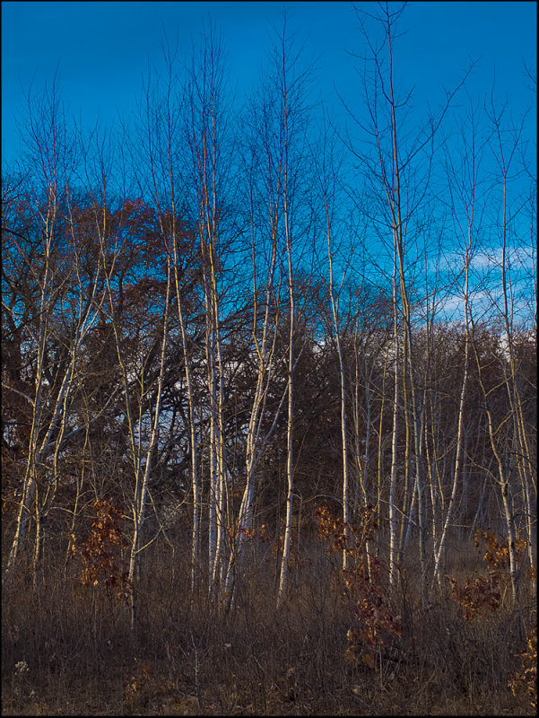 Late Afternoon Birches