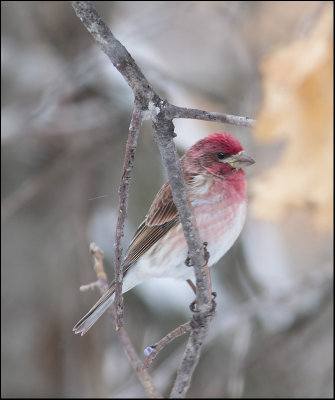 Purple Finch