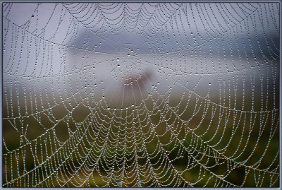 WEB.jpg