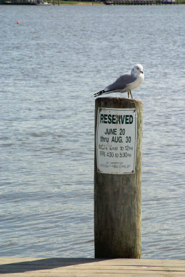 Reserved Bird