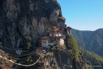 Tigers nest