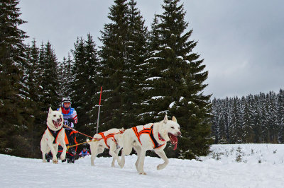 Sled Dog EC-2013