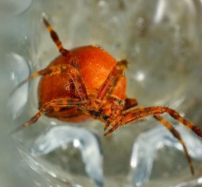 garden spider