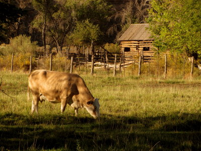 Near Zion