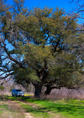 Cox Cemetery - The Awesome Mighty Oak!