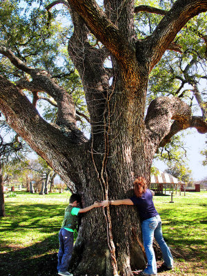 Very big tree!