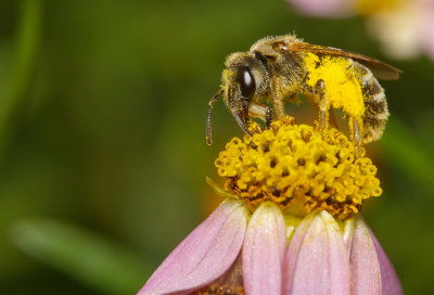 An Interesting Bee