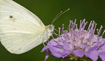 Cabbage Moth