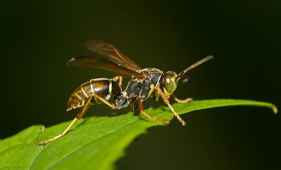 Potrait of a Wasp