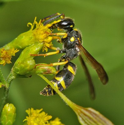 Goldenrod and Wasp