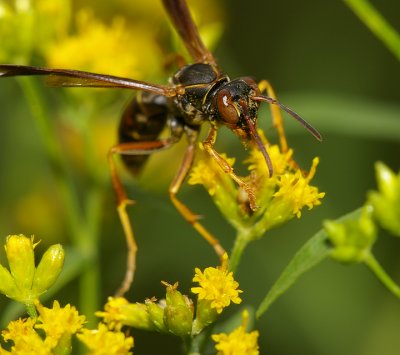 Wasp in a Meadow
