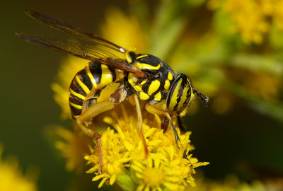 A Tiger in the Goldenrod