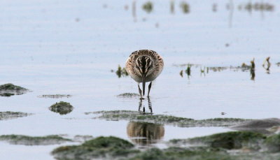 Broad-billed Sandpiper