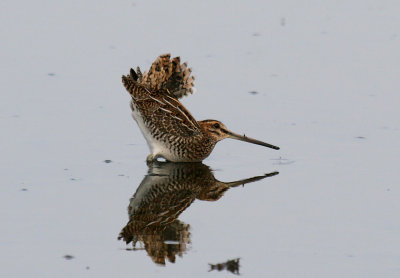 Common Snipe