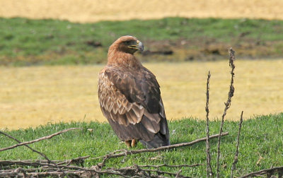 Greater Spotted Eagle'fulvecens'