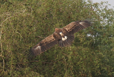 Greater Spotted Eagle'fulvecens'