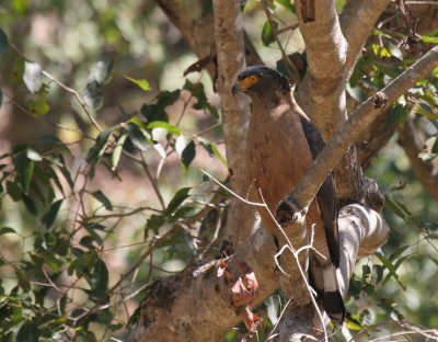 Crested Serpent Eagle