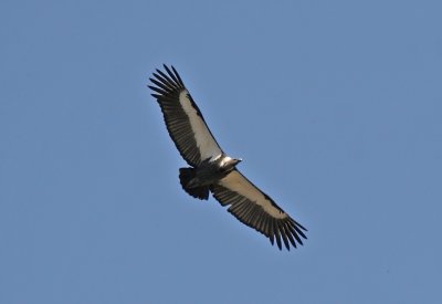 White-rumped Vulture