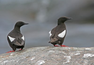 Black Guillemot