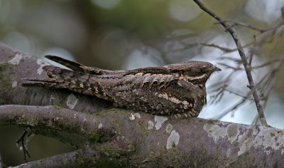 Eurasian Nightjar