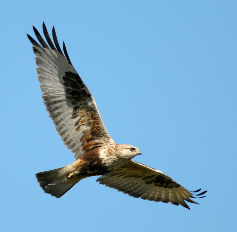 Rough-legged Hawk