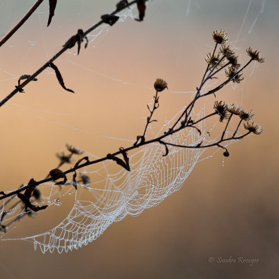 Morning Dew on Web