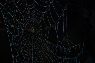 Spider Web With Droplets.jpg
