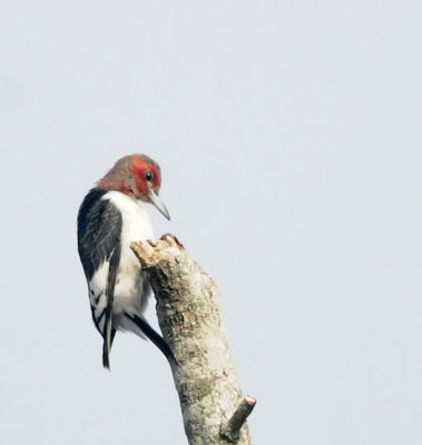  Red-headed Woodpecker 