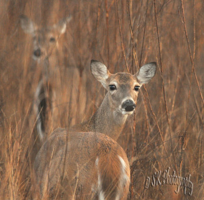 White tailed Deer.jpg