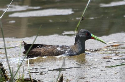 Plumbeous Rail 