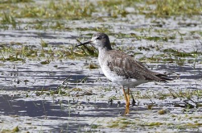 Lesser Yellowlegs