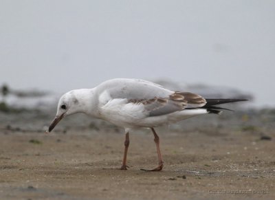 Grey-headed Gull