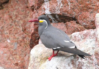 Birds in Peru and Bolivia