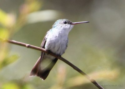 Vitbukad kolibri	