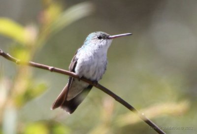 Vitbukad kolibri	