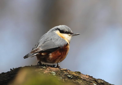 Nuthatches