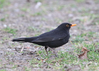 Koltrast ssp. merula  