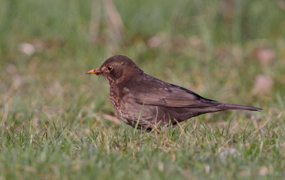 Koltrast ssp. merula  