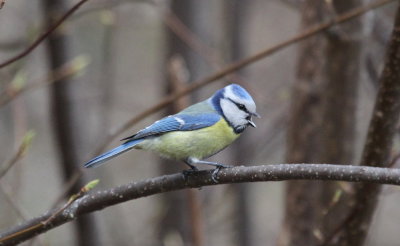 Birds in Poland 2012