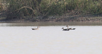 Indian Spot-billed Duck