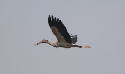 Asiatisk gapnbbstork	